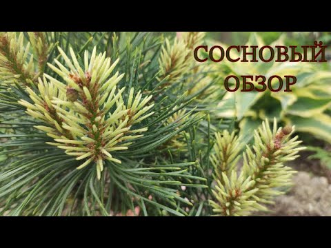 Редкие сосны. Обзор сортов в нашем саду.