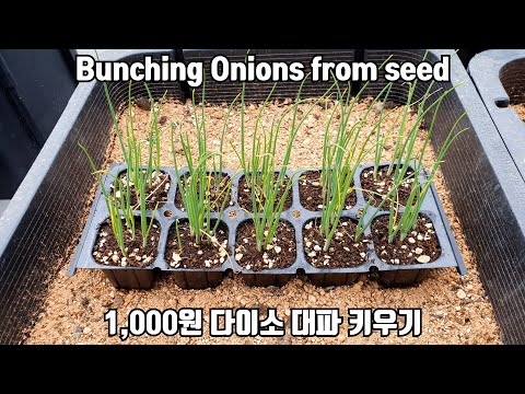 How To Grow Bunching Onions from seed