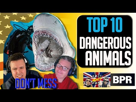 Another Top 10 Dangerous Animals USA BRITISH REACTION