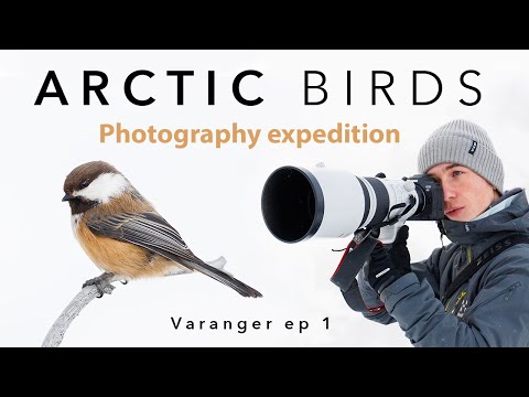 BIRD PHOTOGRAPHY in the ARCTIC  ⎸ Varanger Expedition ep 1