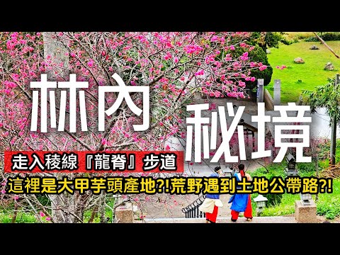什麼❗你不知道林內這麼好玩❓一日芋頭農體驗|猶如「龍脊」的秘境高空步道|鴨子大軍種咖啡|迷航荒野遇到土地公指路❓|秒到日本的神社鳥居|田中央無菜單料理|林內❌雲林|TAIWAN|