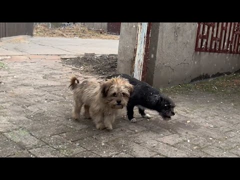 Two Stray Dogs Waited at My Gate Every Day and Brought Me a Big Surprise