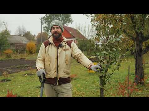 Planting fruit trees in autumn.
