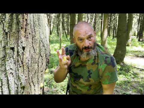 Для новичков: Трутовик серно-желтый. Вкуснейший рецепт от Михаила Вишневского