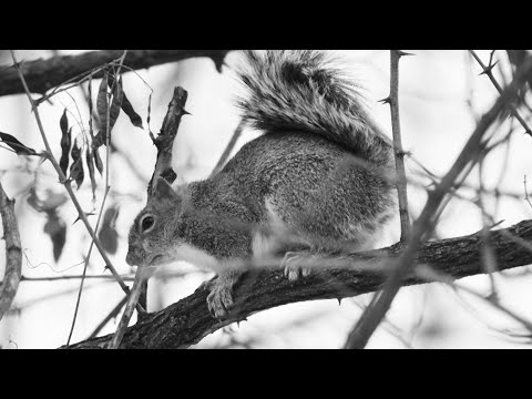 Hiking Photography (Thinking in Black and White) with Colorful Christmas Cookies after the hike