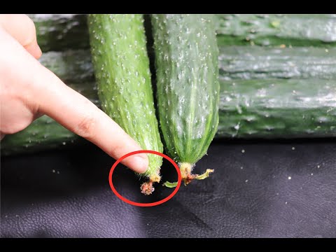 黄瓜打没打激素？看一眼这里就知道，菜贩子说漏了嘴，别再买错了