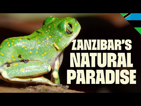 The Wild Heart of Zanzibar | FULL DOCUMENTARY | Destination Wild: Wild Islands | @Ultimate Nature Documentaries
