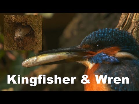 Kingfisher & Wren - nesting neighbours