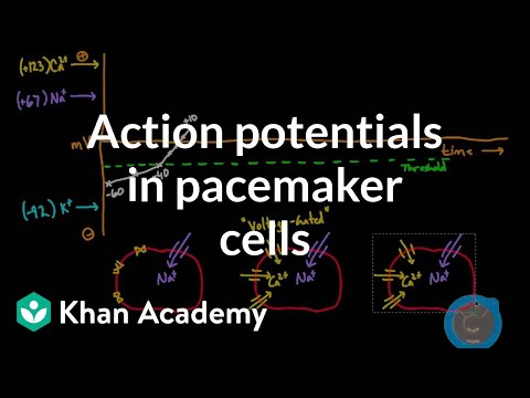 Action potentials in pacemaker cells | Circulatory system physiology | NCLEX-RN | Khan Academy