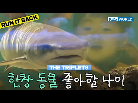 The Triplets Go to a Zoo🐊 [TRoS Run It Back] | KBS WORLD TV