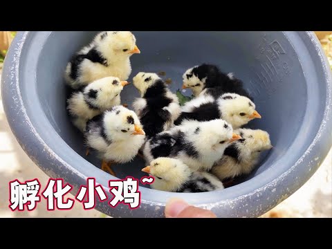 鸡蛋孵化｜刚出生的小鸡躺在手上的那一刻，原来鸡也可以这么可爱 【天下一场梦】