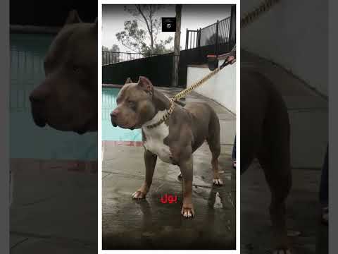 الضبع ضد البيتبول من سيفوز في هذه المعركة #حيوانات #كلاب