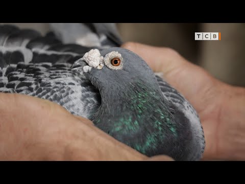 Почтовые голуби 21-го века