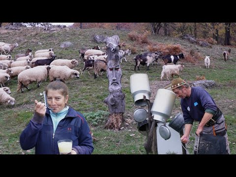 The last true shepherds live here in the Carpathian mountains
