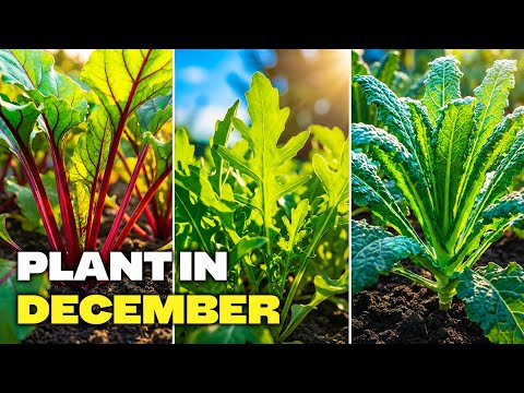 10 Best Vegetables to Plant in December (Zones 9–10) — A Complete Winter Growing Guide