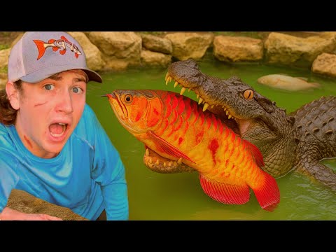 I Caught The Alligator Attacking My Fish!