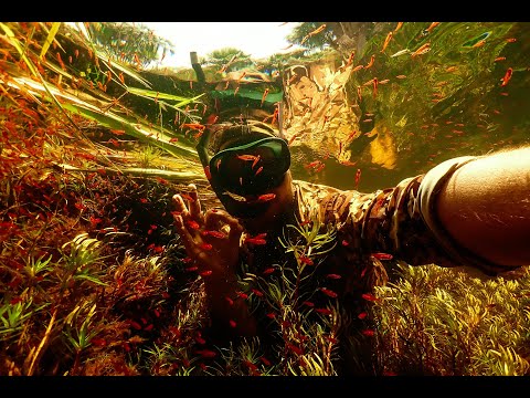 Ember Tetras and Penguin Tetras in the wild