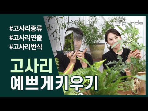 Growing bracken isn't difficult๐ From bracken division and propagation to pretty displays like te...