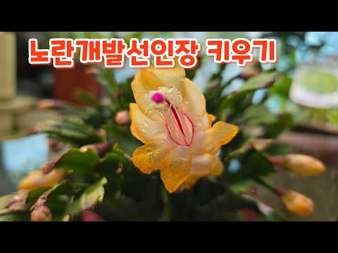 #YellowCrayfishCactus #Cultivation and Care