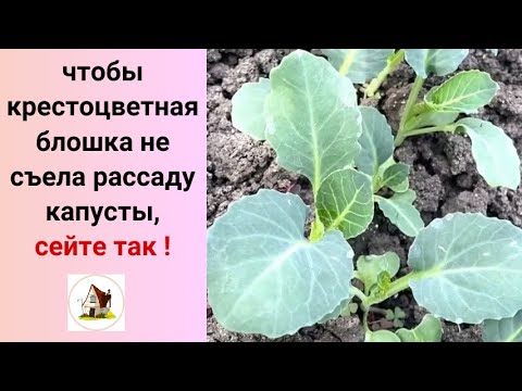 6. Посев капусты. Рассада на продажу 2024.