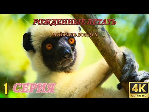 Мир Дикой Природы. Рожденные летать. Документальный Фильм 4K. 1 серия из 4