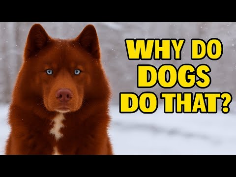 15 Facts EVERYONE Should Know About Dogs
