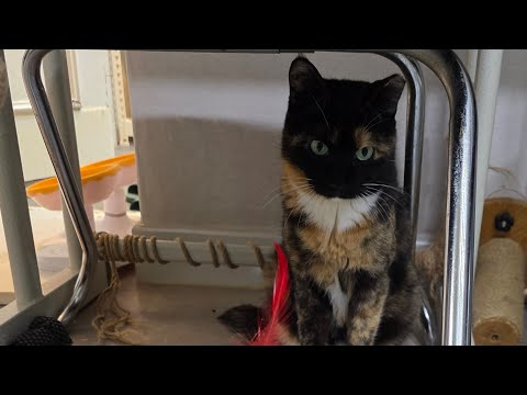 12.19 금자는 행복해요. 슬기로운 캣맘생활을 다짐하며,  기다리는 길아가들에게 행복을 배달갑니다. Catmom is my life.