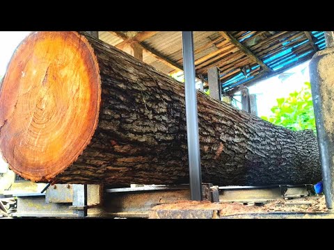 "DANGEROUS..!! RECKLESSLY SPLITTING A GIANT MAHOGANY WITHOUT SAFETY".