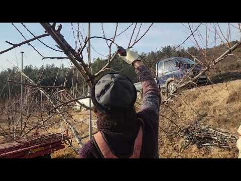 고수분이 알려주는 신비복숭아나무 전지잘하는방법.수확많이하는방법.25년2월5일 수요일 전지교육 전화:010-3545-6514.