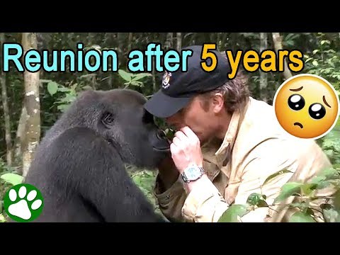 Everyone warned him to not meet the gorilla he raised ❤️ 🥺