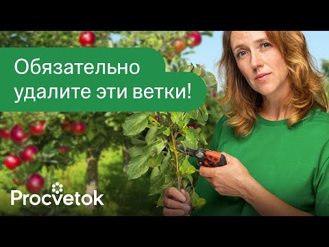 Don't be late with summer pruning of fruit trees - more harvest, but a smaller crown! When, how, ...