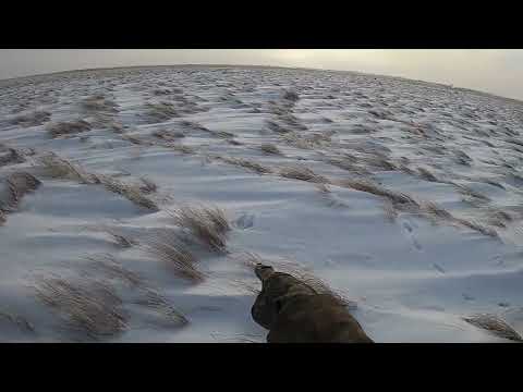 ВОТ ЭТО ОХОТА! Подранок не подпускал на выстрел, ДОБРАЛ? Охота на зайца 2025