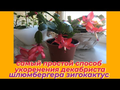 ДЕКАБРИСТ ОТ СЕГМЕНТА ДО ПЫШНОГО КУСТА / РАЗМНОЖЕНИЕ РОЖДЕСТВЕННИКА ШЛЮМБЕРГЕРА СЕГМЕНТАМИ