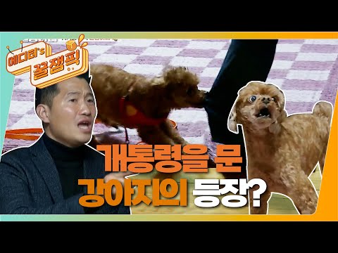 [#개는훌륭하다] "저희 애는 안물어요" 굳게 믿고 있었던 보호자! 강훈련사를 물었다? 푸들 '간장이' 🐶ㅣKBS 220124 방송