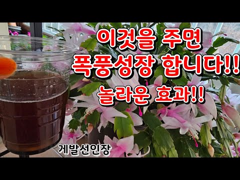 게발선인장 이것을 주면 폭풍성장 합니다!!/놀라운 효과//안보시면 후회합니다~^^