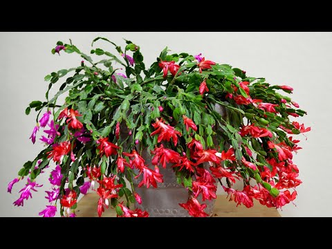 ДЕКАБРИСТ НЕ любит эти 10 ВЕЩЕЙ! ЖАЛЕЮ, что РАНЬШЕ об этом не знала!