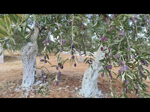 الكلس والجنزارة وفوائدها لشجره الزيتون (الطريقة الصحيحة لتكليس أشجار الزيتون)