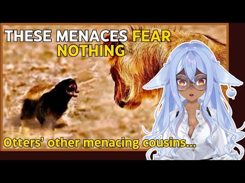 Vtuber Learns About The Menacing Activities of Honey Badgers | Channie Reacts to Casual Geographic