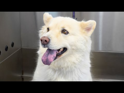 After So Many Difficult Dogs...This Easy Rescue Groom Was A Gift 🎁