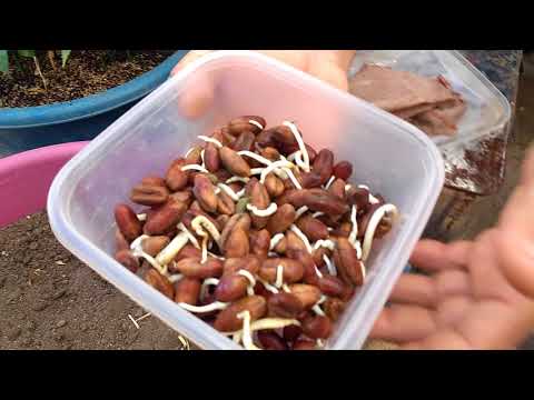 Cultivation of date palm seeds