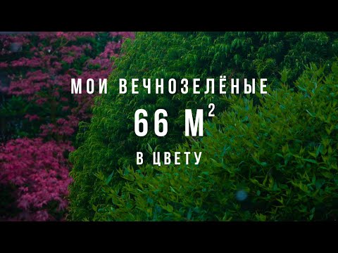 Simple life in my little garden March-June 2023. Flowering evergreens. The Netherlands.