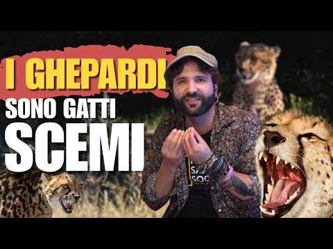 I ghepardi non sono i predatori che pensi