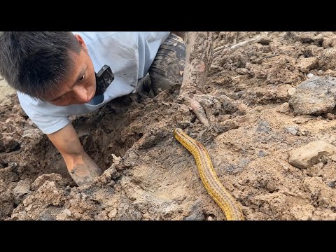 只看一角就遇驚喜！超大鱔魚印跡，今天必須上岸爆護#大熱門 #fishing