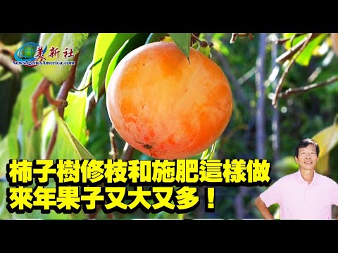 Growing persimmon trees in this way, the fruit will be bigger and more