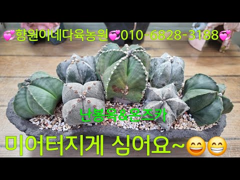 (25.12.18.Thu) Beautiful flowers 💞Nan Bong-ok & Onzuka💞~😁😄