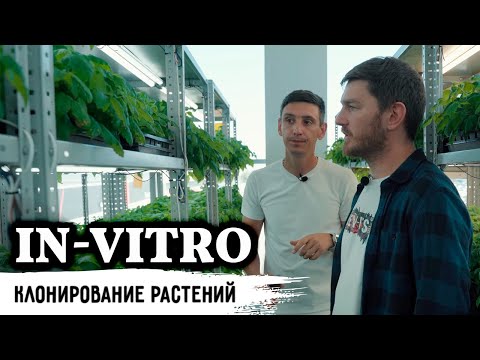Лаборатория растений полного цикла in-vitro / Питомник растений