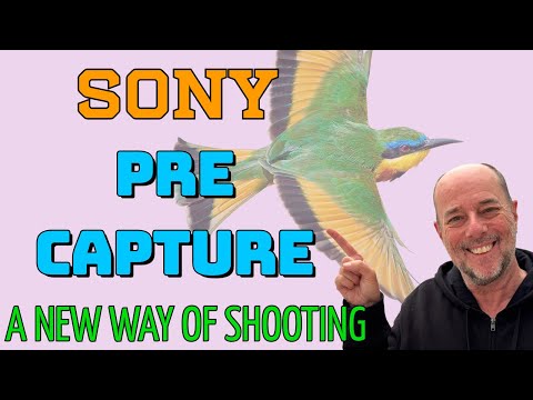 Sony Pre-Capture saves missed shots! How Pro Andy Rouse uses it for his wildlife photography