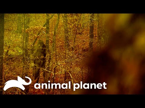 A Terrifying Sasquatch Witness Story | Finding Bigfoot | Animal Planet