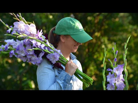 Succession Planting Cut Flowers - A Complete Guide // Northlawn Flower Farm
