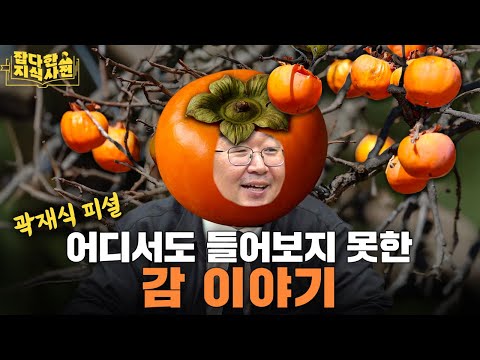 오늘도 분량 감 못 잡은 과학자의 '감의 과학'🍊 / 경북 상주 감나무의 충격적인 비밀